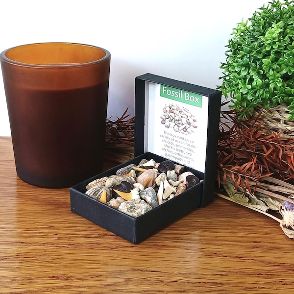 Wybór skrzynek z skamieniałościami 40+ zębów rekina Amonit Ramienionóg Ślimak Liliowce Jeżowiec Ortokonus