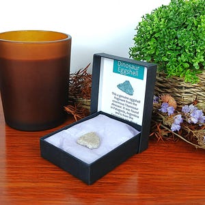 100% Genuine Patagonia Titanosaur Dinosaur Eggshell Fossil in Presentation Box