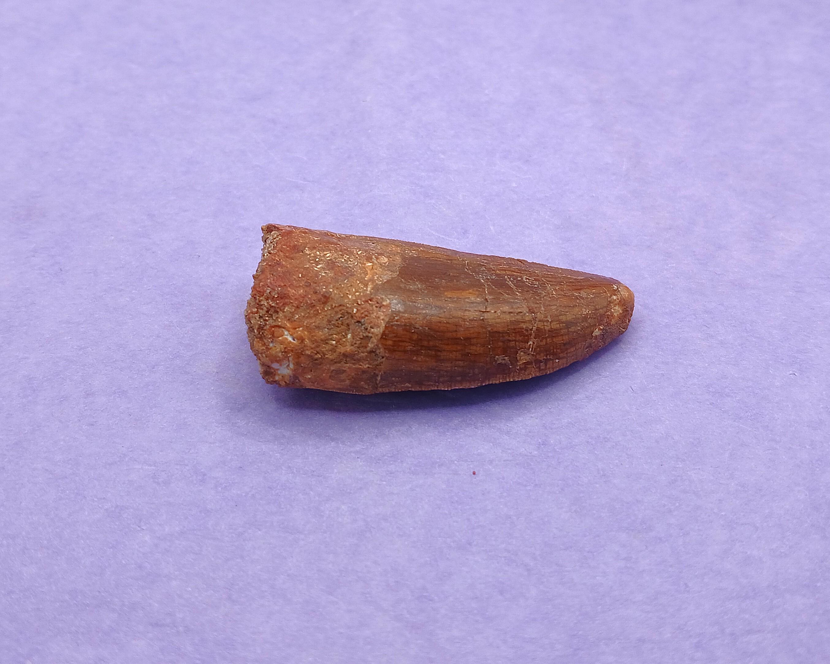 カルカロドントサウルス恐竜の歯の化石 50 x 25 mm 100%正規品 化粧