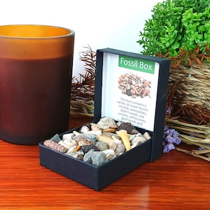 Fossil Box Selection 40 Shark Teeth Ammonite Brachiopod Gastropod Crinoids Sea Urchin Orthocones in Presentation Box