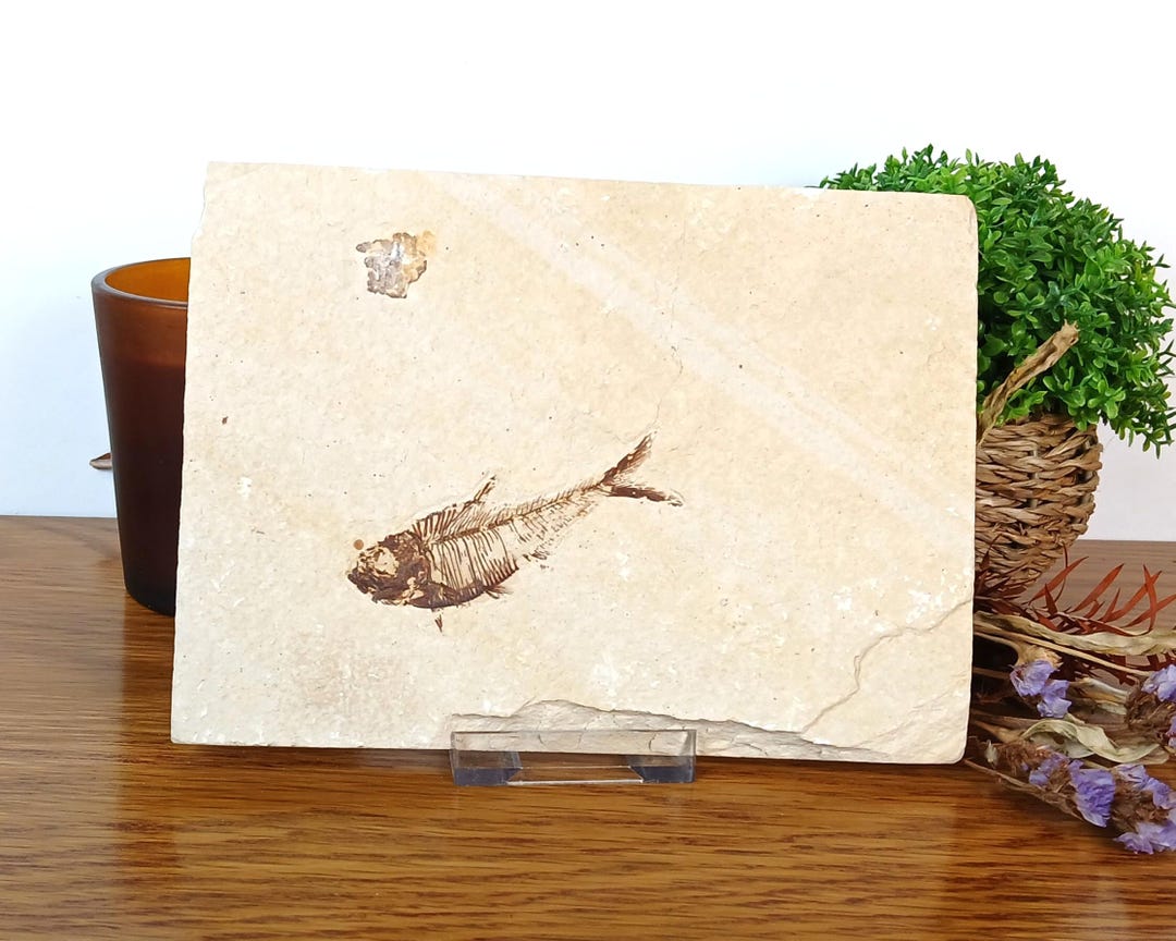 100% Genuine Knightia Alta Fish Fossil USA 180 X 130 X 15mm 578 Grams ...