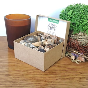 Fossil Selection Box: 80+ Trilobite, Shark Teeth, Ammonites, Gastropods + more