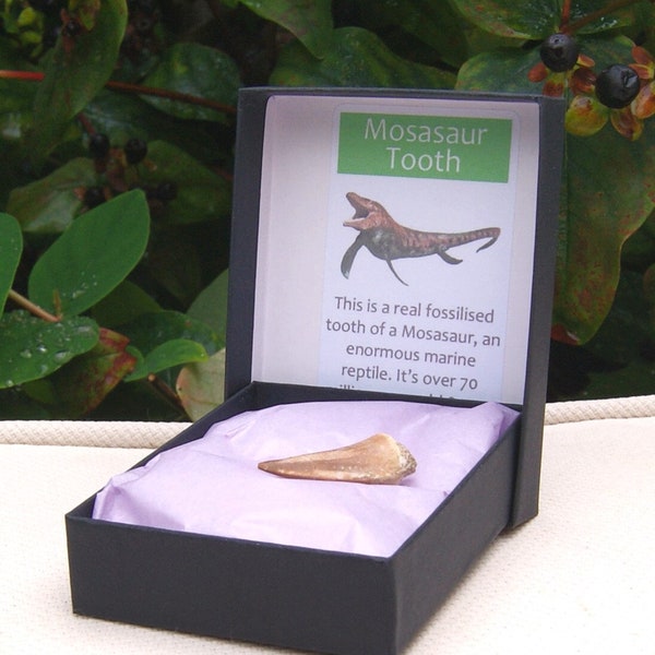100% Genuine Mosasaur Tooth Fossil Morocco in Presentation Box 20mm
