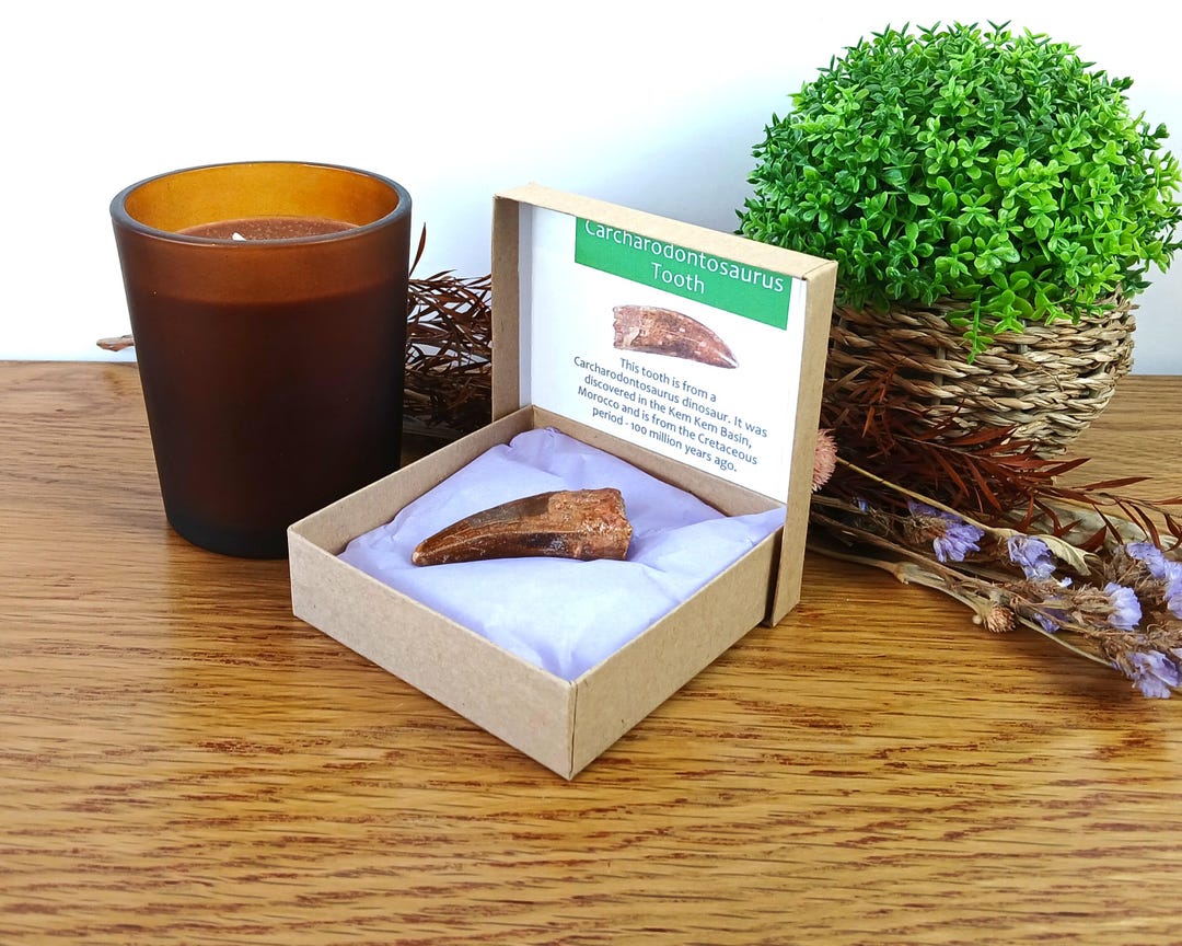 カルカロドントサウルス恐竜の歯の化石 50 x 25 mm 100%正規品 化粧