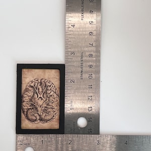 Miniature Anatomy Sketch of a brain sliced in half