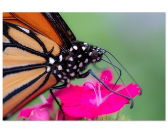 Butterflies are Free - Metal Print - FREE US SHIPPING