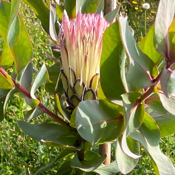 Protea Exima - Pick up only