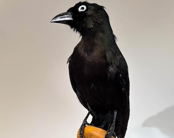 Asiatischer Vogel Tannenbaum kleines Stofftier Tierskulptur Crypsirina temia