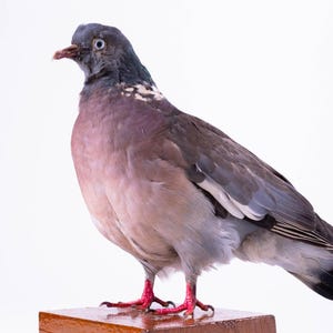 May include: A taxidermied pigeon with gray, purple, and white feathers, perched on a small, stained wooden block. The bird has red feet and a dark beak, set against a white background.