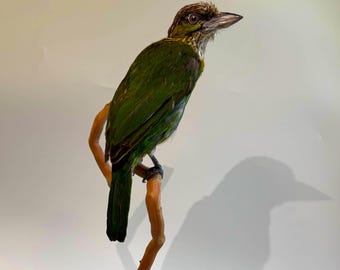 Taxidermie Groenoorbaardvogel Aziatische vogel klein knuffeldier Staande berg Wildlife kunst Psilopogon faiostrictus