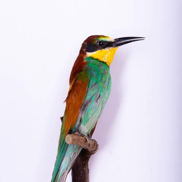 Taxidermy bird Bee-eater Bird small Stuffed Animal Wall mount Merops apiaster