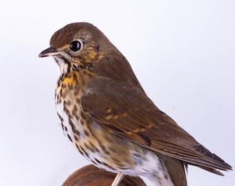 Taxidermy Song Thrush Bird small Stuffed Animal Wall mount Handcrafted Songbird on Branch Wildlife Display Turdus philomelos