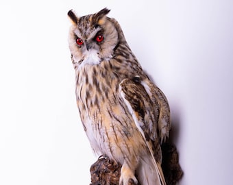 Taxidermy Bird Long-eared Owl Bird of prey Real Stuffed Animal Wall mount Asio otus