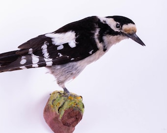 剥製 キツツキ 鳥 小型 ぬいぐるみ 壁掛け デンドロコポス マジョール