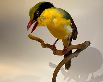 Taxidermy Yellow-breasted Magpie Asia Bird small Stuffed Animal Standing mount Wildlife art Cissa hypoleuca