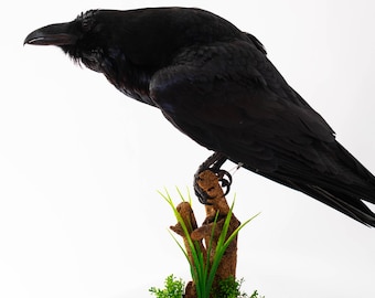 Taxidermy Raven Bird Black Stuffed Animal Standing mount Gothic Corvus corax