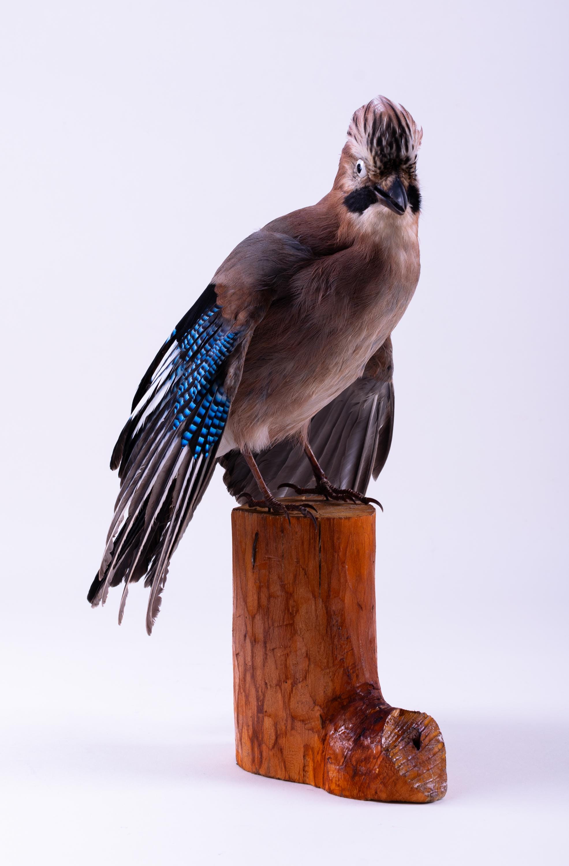 カケスの剥製 剥製 カケス 鳥 リアル 剥製 立ち姿 動物 Garrulus glandarius - Etsy 日本