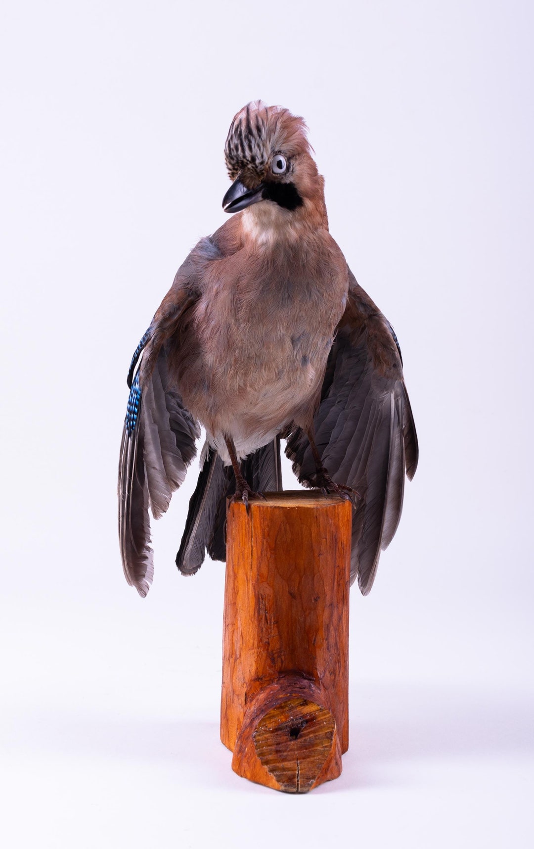カケスの剥製 剥製 カケス 鳥 リアル 剥製 立ち姿 動物 Garrulus glandarius - Etsy 日本
