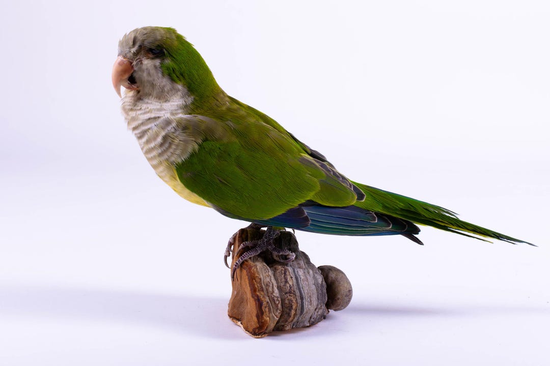 Taxidermy Bird Parrot Monk Parakeet Stuffed Animal Standing Mount