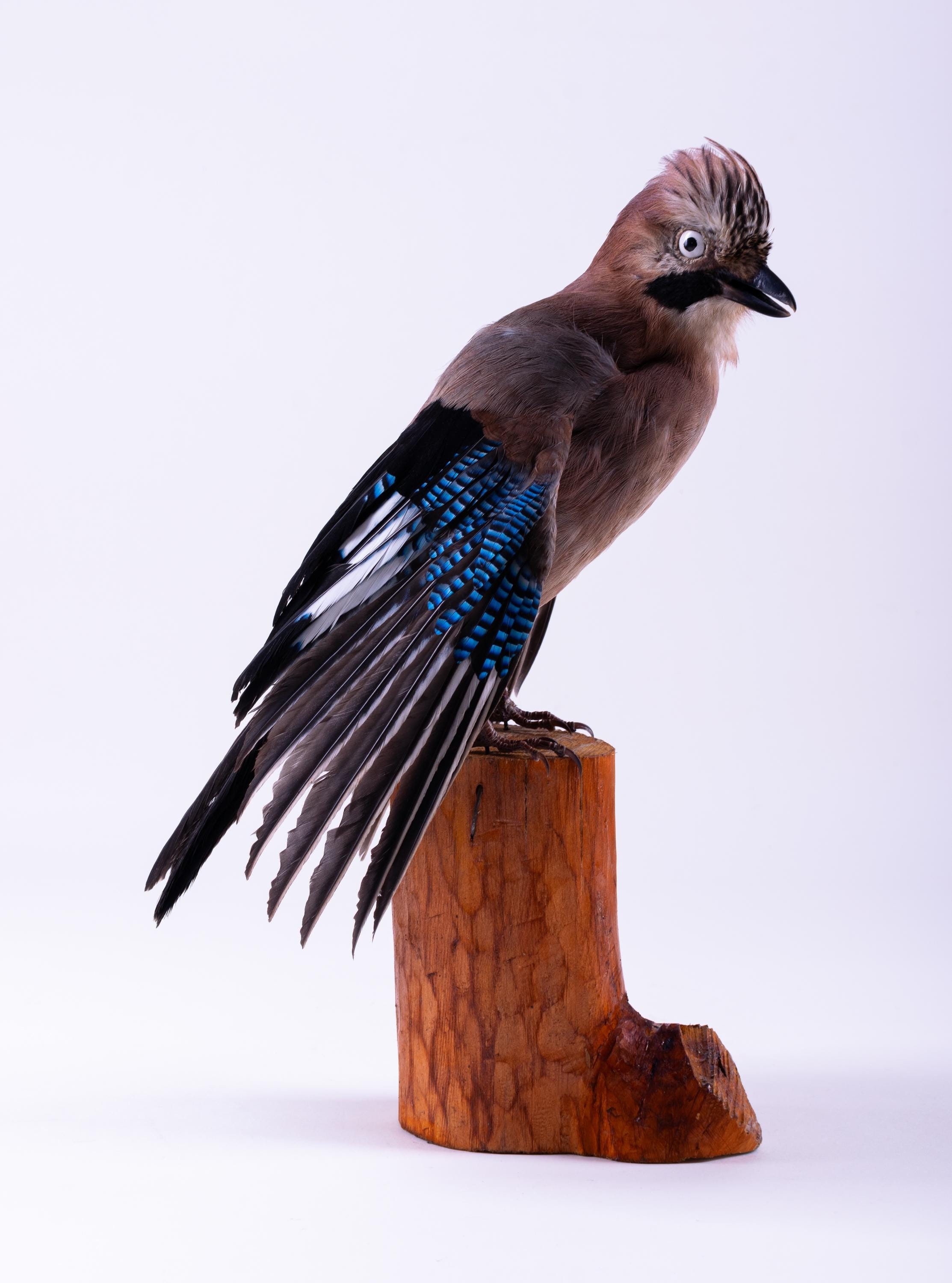 カケスの剥製 カケスの剥製 剥製 カケス 鳥 リアル 剥製 立ち姿 動物 Garrulus