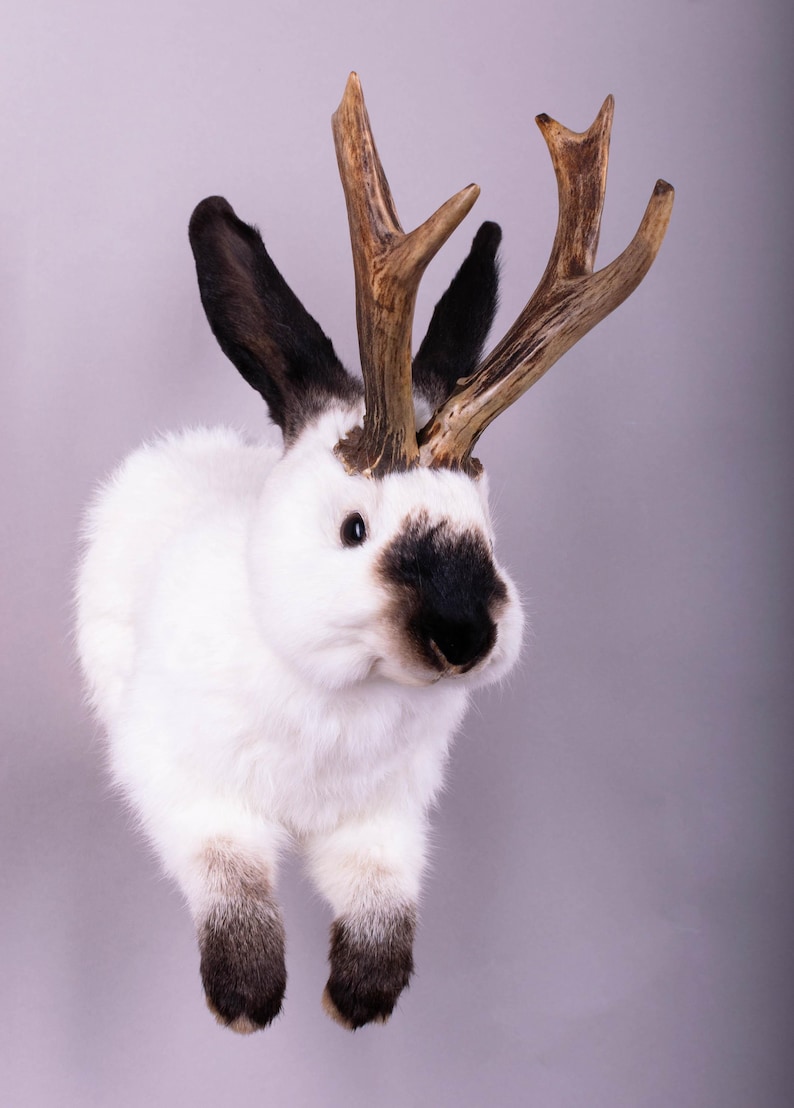 Taxidermy Jackalope Hare Bunny Horns Rabbit Real Stuffed Animal ...