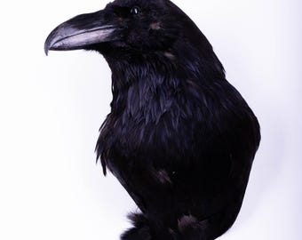 Taxidermy Raven Head Bird Stuffed Animal Wall mount Gothic Corvus corax