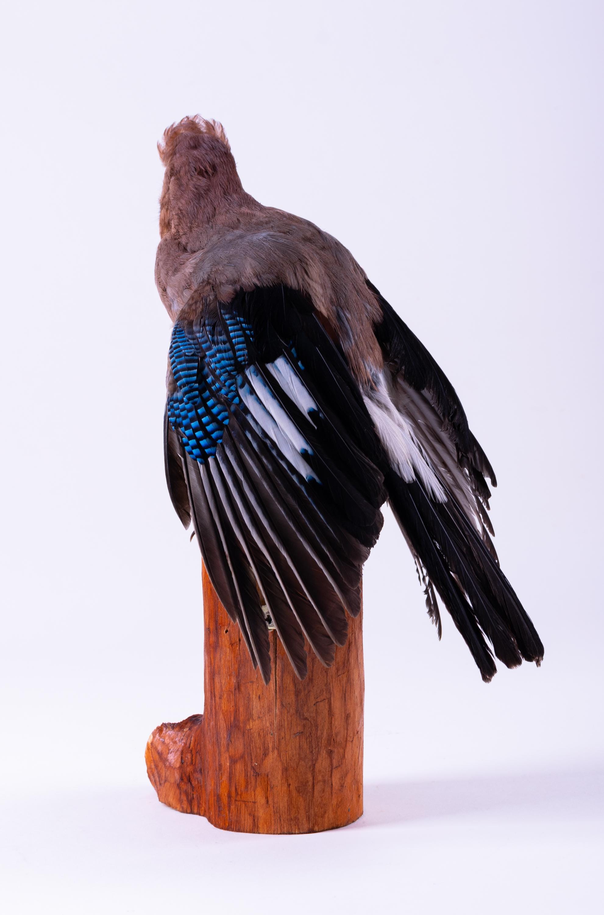 カケスの剥製 剥製 カケス 鳥 リアル 剥製 立ち姿 動物 Garrulus glandarius - Etsy 日本