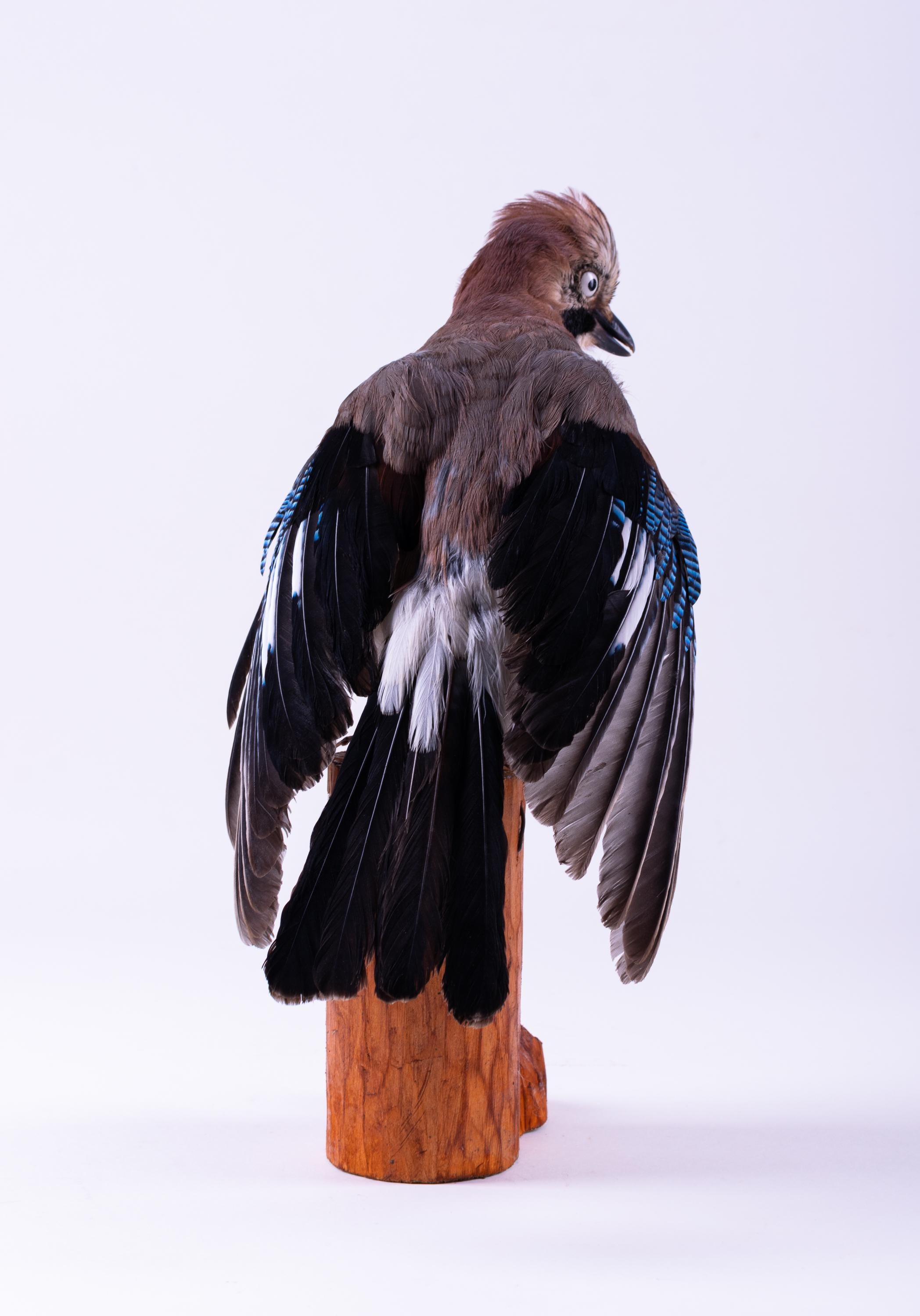 カケスの剥製 剥製 カケス 鳥 リアル 剥製 立ち姿 動物 Garrulus glandarius - Etsy 日本