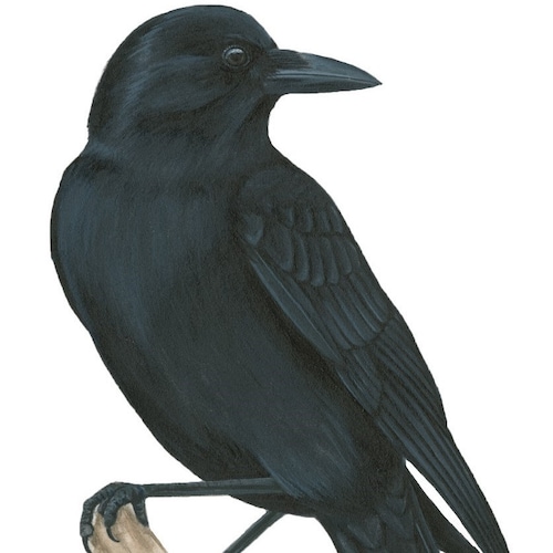 剥製 カケス 鳥 リアル 剥製 立ち姿 動物 Garrulus glandarius - Etsy 日本