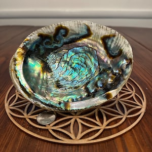 Abalone Shell