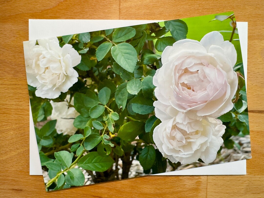 White Roses 5x7 Note Card - Etsy