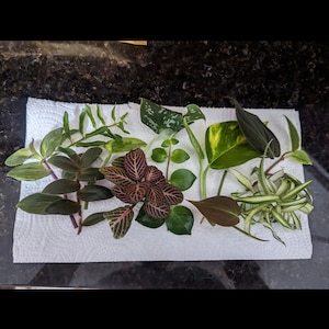 Mystery Cutting Box