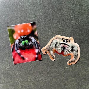 ¡Pegatinas de araña saltarina! ¡ENVÍO GRATIS!