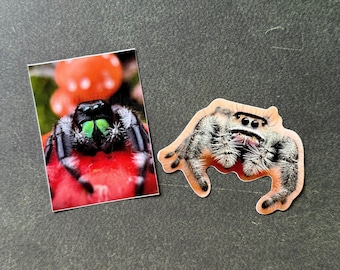 Jumping Spider Stickers: Waterproof Glossy Decals