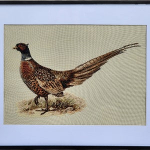 May include: A brown and white pheasant with a long tail, standing on a beige background. The pheasant is facing to the left of the image.