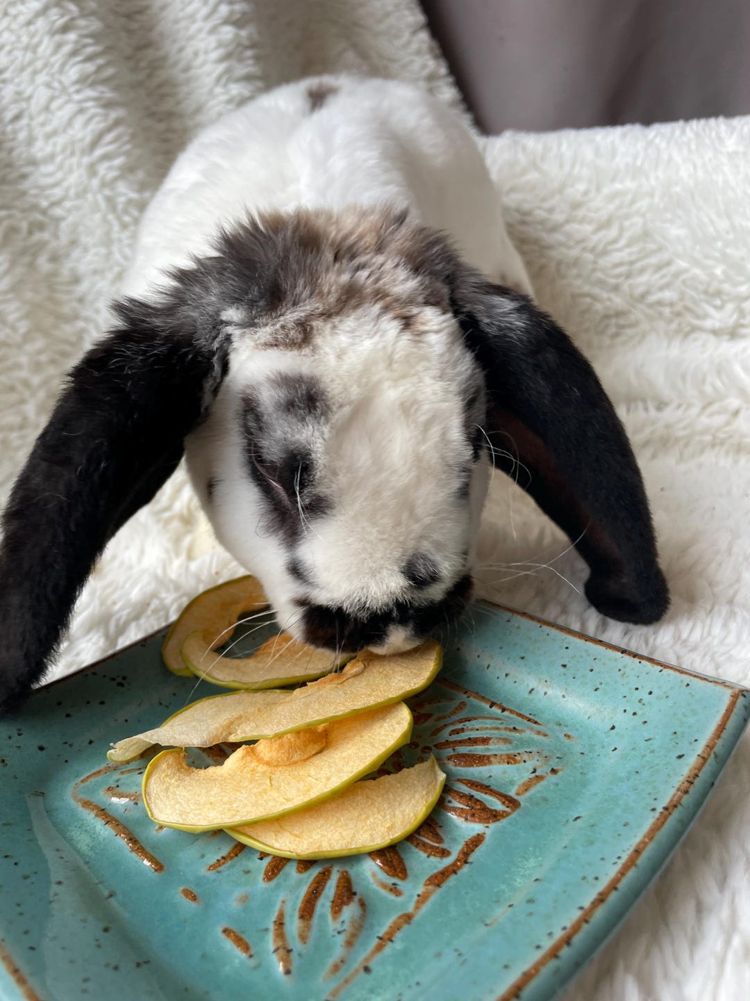 Natural Dried Apple Chips – Healthy Rabbit Treats, Crunchy Snack - Etsy