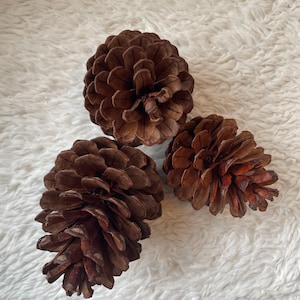 3 Natural Pinecones for Rabbits – Chew Toy Enrichment | Foraging Fun | Organic & Safe | Bunny Chew Treat | Small Pet Toys