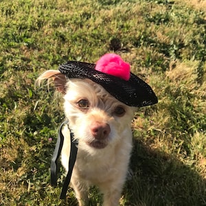 Beret hat for your pets!