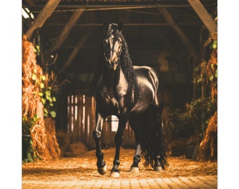 Canvas Black Stallion Horse Ready to Hang Wall Art
