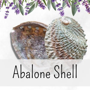 ABALONE || shell dish natural smudge sage cleansing altar incense