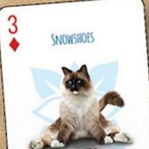 Yoga Cats Playing Cards – 54 Luxury Poker Deck, Collectible Card Game for Poker & Board Game Lovers