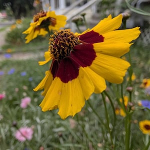 May include: A Coreopsis flower featuring bright yellow petals with a deep maroon center and a textured, dark brown disk floret. The flower is positioned on a thin green stem, with another similar yellow and maroon flower visible in the background.