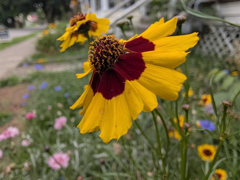May include: A Coreopsis flower featuring bright yellow petals with a deep maroon center and a textured, dark brown disk floret. The flower is positioned on a thin green stem, with another similar yellow and maroon flower visible in the background.