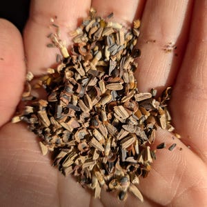 Blend of Midwest Seeds. includes: Black Eyed Susan, Clasping Coneflower, Dwarf Blue Cornflower, Grey-headed Coneflower, Illinois Bundleflower, Indian Blanket, Lance Leaved Coreopsis, Mexican Hat, Missouri Evening Primrose, New England Aster, Ox-Eyed Sunflower, Pale Purple Coneflower, Polka Dot Corn Flower, Prairie Coneflower, Purple Coneflower, Purple Prairie Clover, Scarlet Flax, and Shasta Daisy.