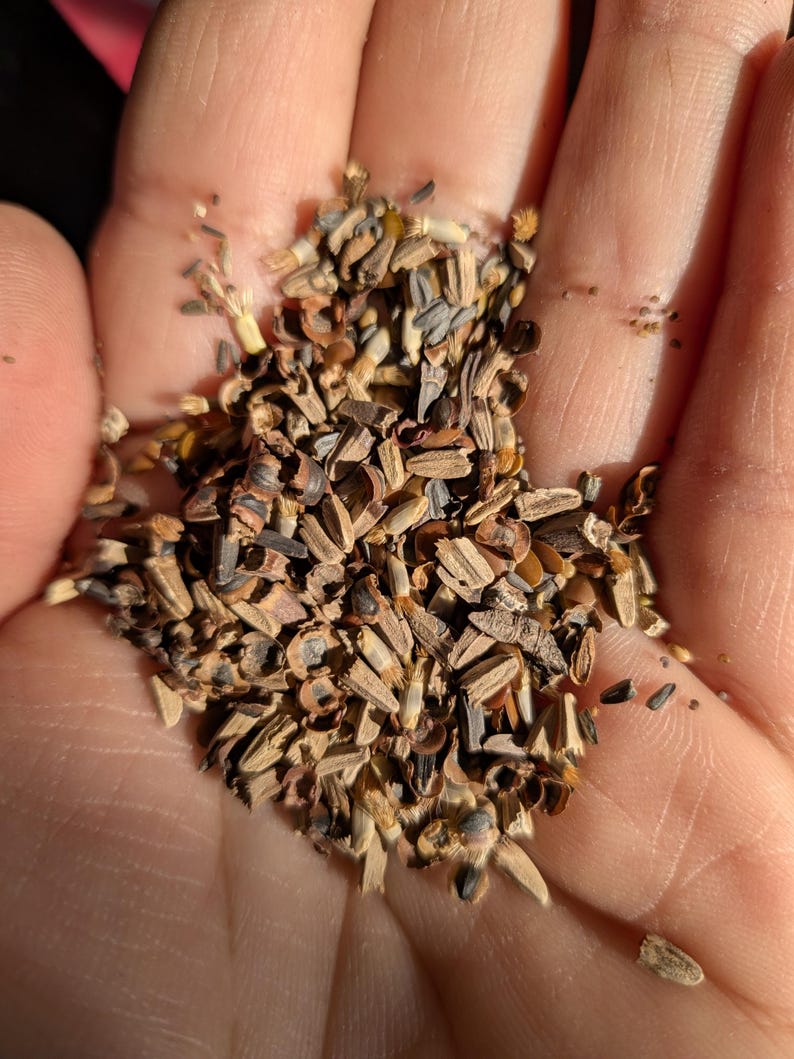 Blend of Midwest Seeds. includes: Black Eyed Susan, Clasping Coneflower, Dwarf Blue Cornflower, Grey-headed Coneflower, Illinois Bundleflower, Indian Blanket, Lance Leaved Coreopsis, Mexican Hat, Missouri Evening Primrose, New England Aster, Ox-Eyed Sunflower, Pale Purple Coneflower, Polka Dot Corn Flower, Prairie Coneflower, Purple Coneflower, Purple Prairie Clover, Scarlet Flax, and Shasta Daisy.