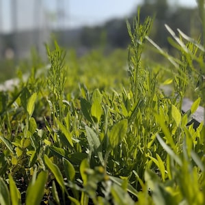 wildflower seed mixture in the early stages of growth before flowering