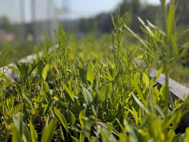 wildflower seed mixture in the early stages of growth before flowering