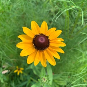 customer submitted photo of Midwest mix