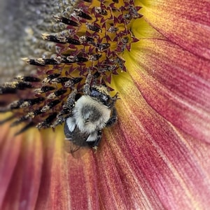 Mixed Sunflower Seeds: Easy Grow Garden Flowers for Pollinators
