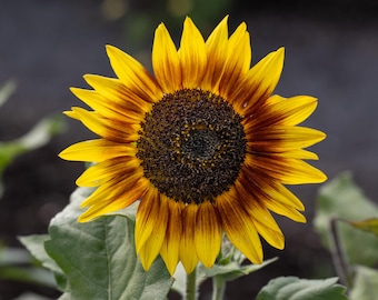 Mixed Sunflower Seed Packets For Planting